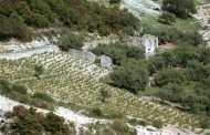   εποχή  φυτεύσεων νέων αμπελώνων