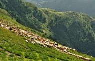 δελτίο τύπου ΠΔΕ, 13η ιούνη 2015 (σχέδια βόσκησης και στους επτά δήμους της Π.Ε. Αιτωλοακαρνανίας)