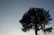ωριμότητα