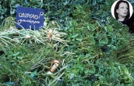 κατερίνα ακριβοπούλου: καλό βόλι