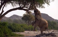 go geo wild (music vid)