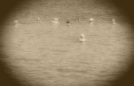 the swimmers
