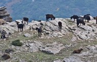 ε.α.σ. : πληρώθηκαν την εξισωτική οι ντόπιοι αγρότες