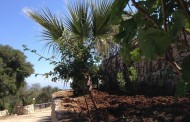 δδμανιας: καλλιεργώντας τη γη #1 (31/3/16)