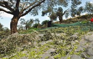 πότε δίνονται οι επιδοτήσεις για το ελαιόλαδο