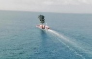 αυτή δεν είναι η ιστορία ενός δέντρου