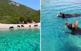 δδμανιάς: ανάπτυξη με ατραξιόν γουρούνια