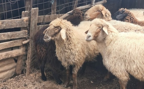 KKE: ευλογιά αιγοπροβάτων στην ιθάκη