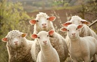 aris: οι μεσσίες και τα πρόβατα
