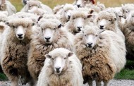 πρόβατα… βόσκησαν 200 κιλά χασίς και…