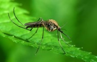 φυσικοί τρόποι να απαλλαγείτε από τα κουνούπια