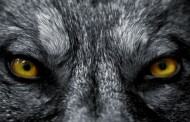 πραγματικά «κακοί λύκοι»