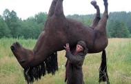 this is a horse. γράφει ο αριστοτέλης μπατιστάτος