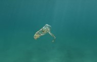 οι ελληνικές θάλασσες γεμάτες από πλαστικά και κουτάκια αναψυκτικών