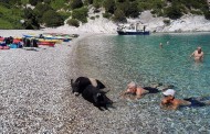 λαϊκή συσπείρωση ιθάκης: η άτοκος και τα γουρούνια