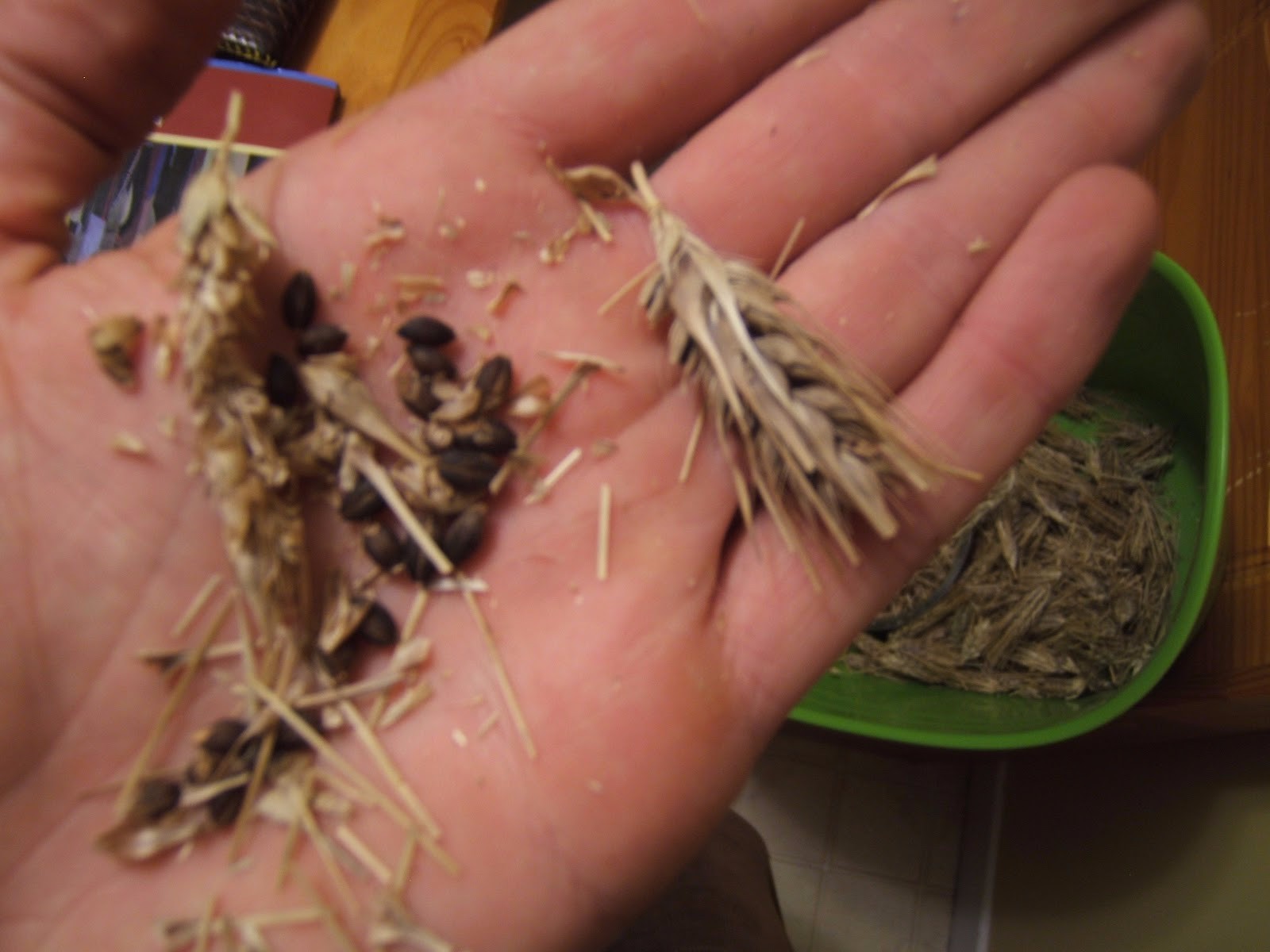 η ήρα και το στάρι η ήρα και το στάρι