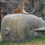 tiger4