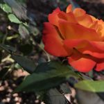 IMG_0523