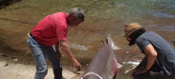 απίστευτο: ψάρεψαν καρχαρία σαπουνά στην ιθάκη μήκους τριών μέτρων απίστευτο: ψάρεψαν καρχαρία σαπουνά στην ιθάκη μήκους τριών μέτρων