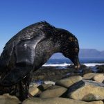 penguin-oil-spill-mythology