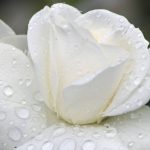 0044014fytokomia_louloudia_07777777_910545483