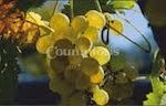 images 7