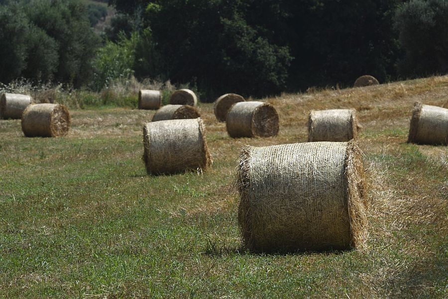 ν μωραΐτης: δεξιός και ανθυποδεξιός σανός ν μωραΐτης: δεξιός και ανθυποδεξιός σανός