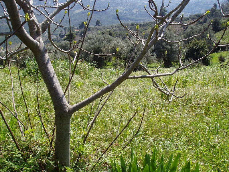 δδμανιας: κλάδεμα συκιάς