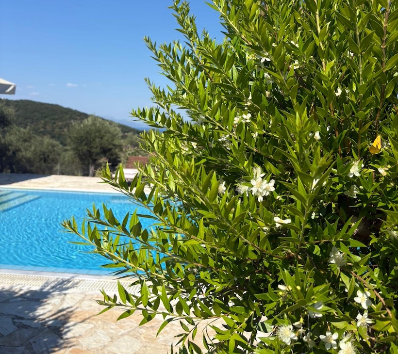 οι μυρτιές οι δικές μου οι μυρτιές οι δικές μου