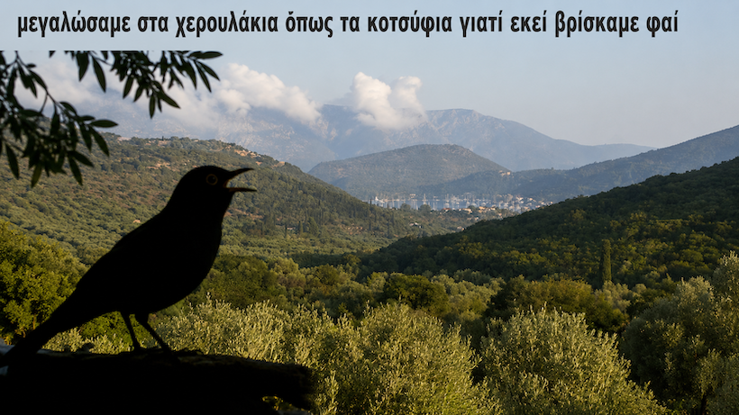 Τα κοτσύφια στα Χερουλάκια Τα κοτσύφια στα Χερουλάκια